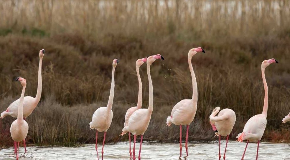 Narbonne : une météo des oiseaux pour les sports nature